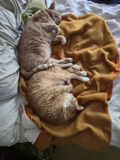 Recent image of them both snoozing