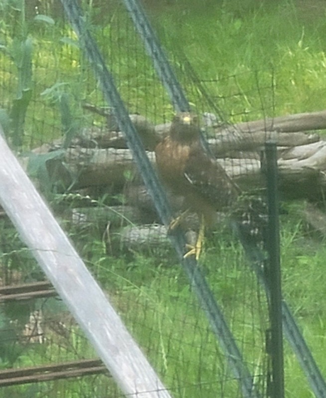 Hunting hawk Hawk perched on leaning T-post near a deer mesh enclosed area